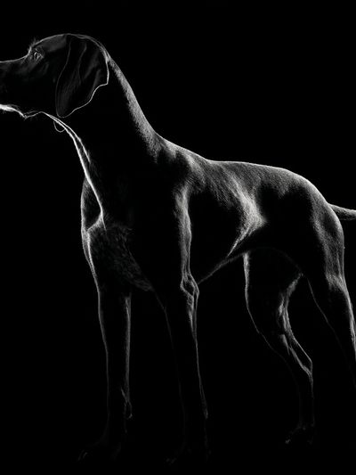 Black Labrador Portrait Photography Poster. poster print