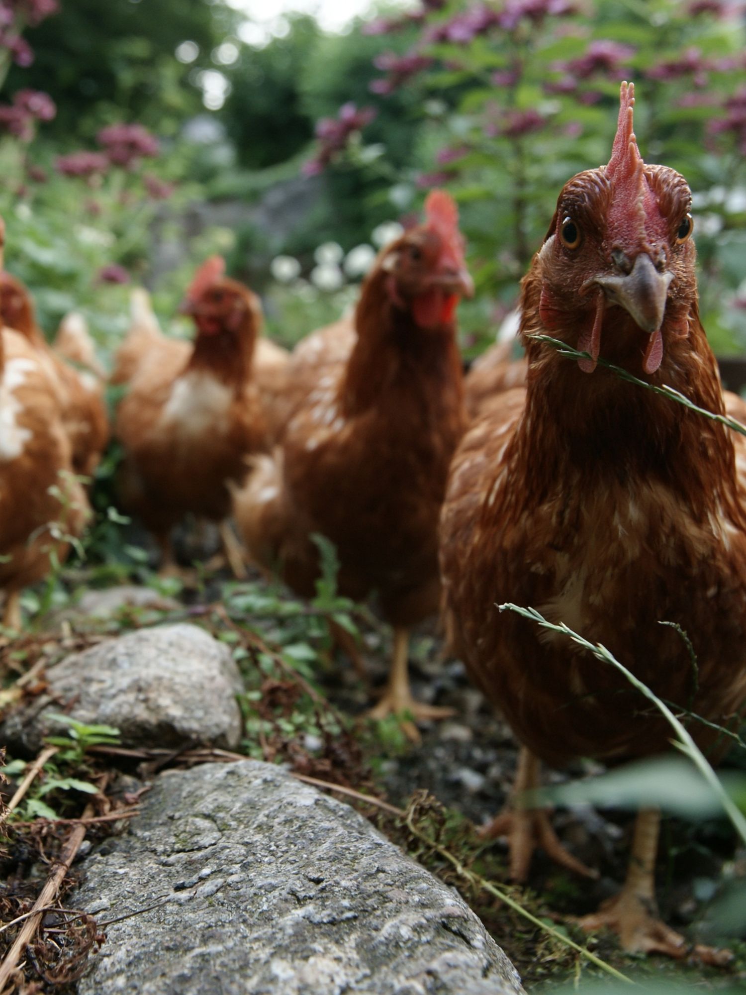Curious Hens Garden Photography Poster. poster detail