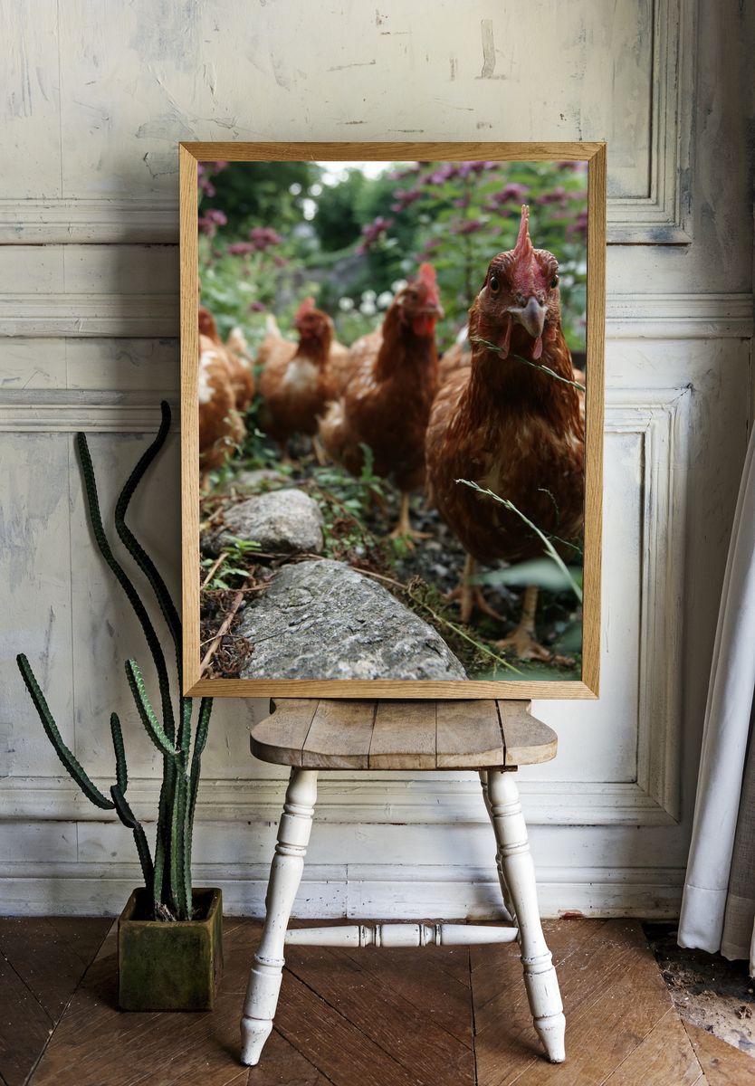 Curious Hens Garden Photography Poster. — room view 1