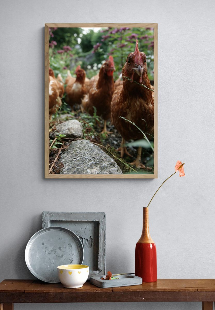Curious Hens Garden Photography Poster. — room view 3