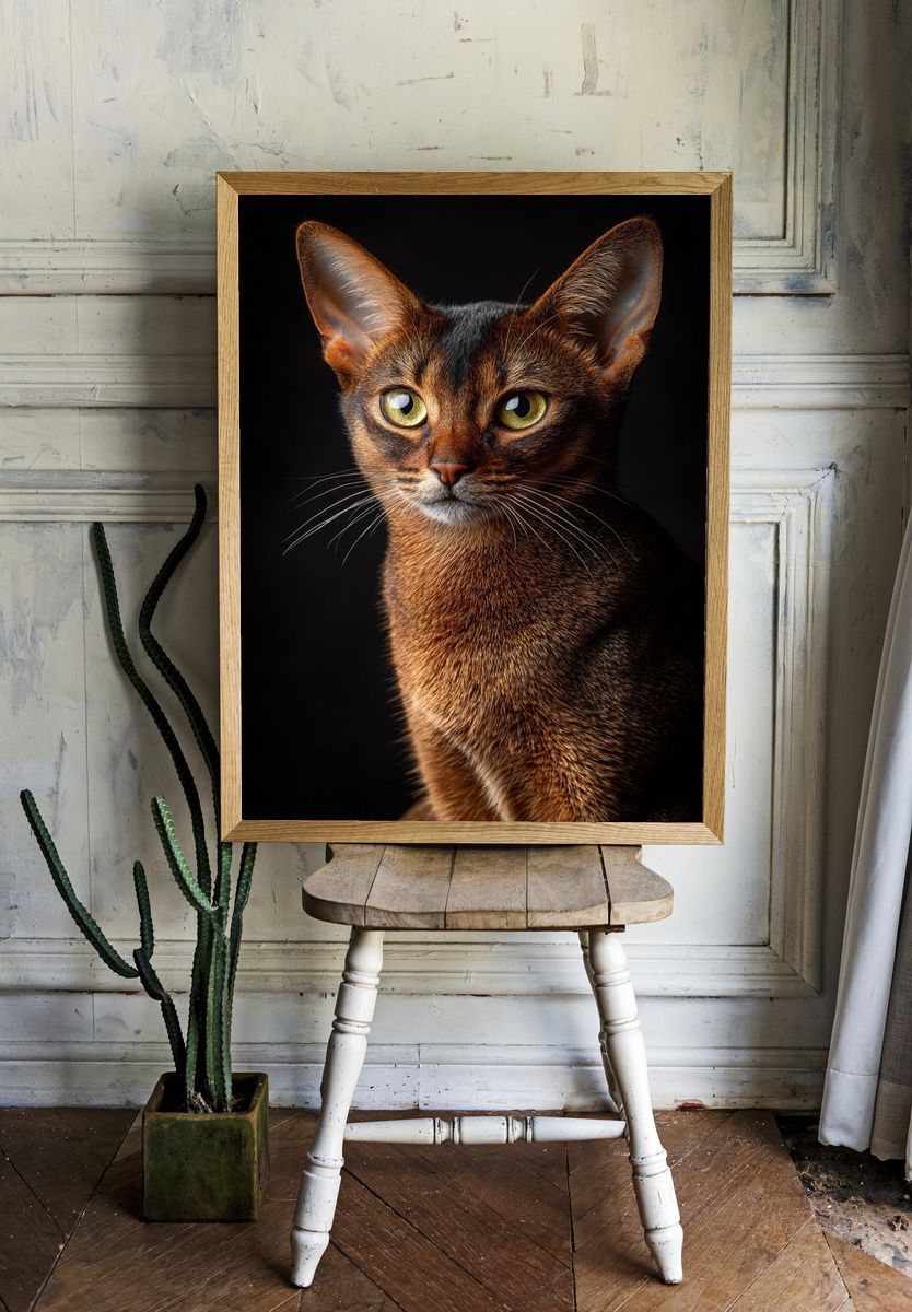 Abyssinian Cat Portrait Photography Poster. room preview