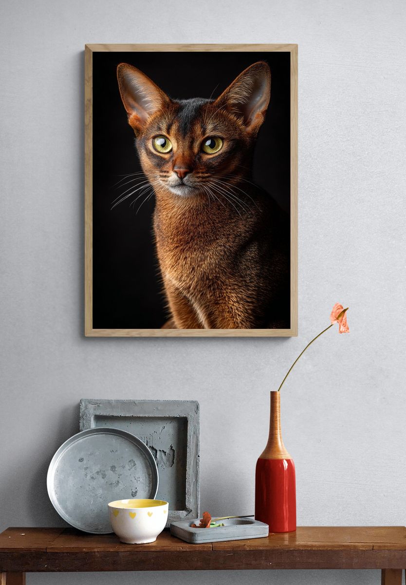 Abyssinian Cat Portrait Photography Poster. — room view 3