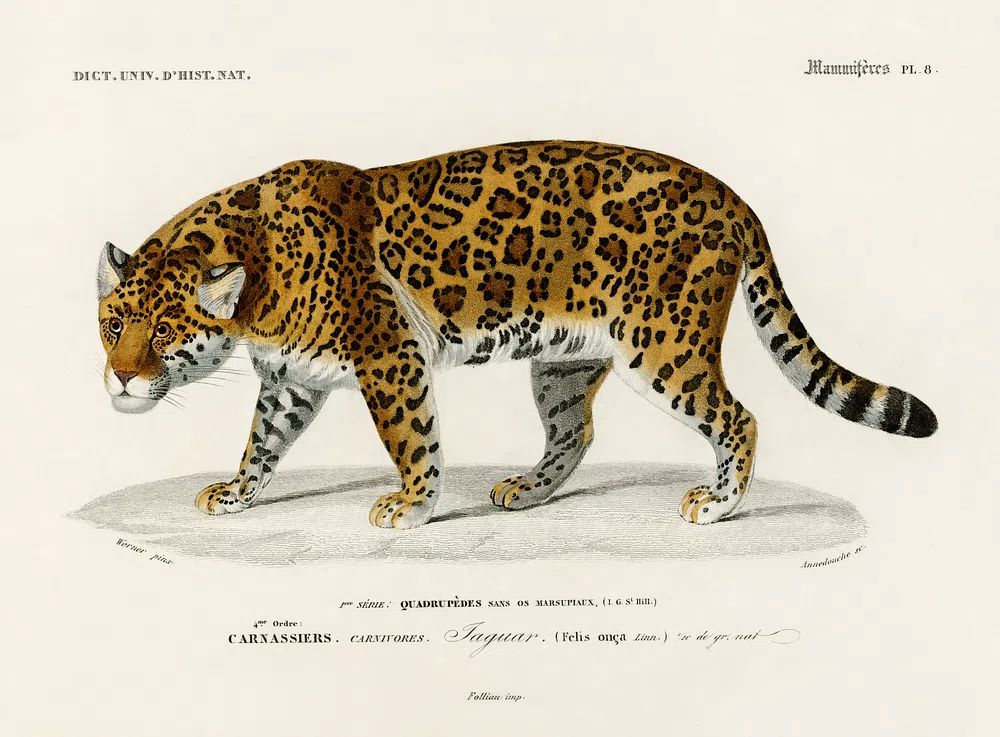 Jaguar (Panthera Onca) illustrated Charles. poster — animals art