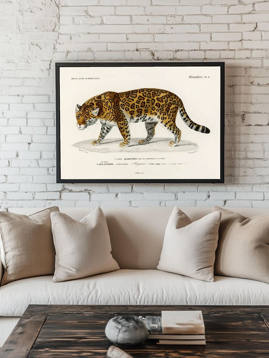 Jaguar (Panthera Onca) illustrated Charles. — room view 1