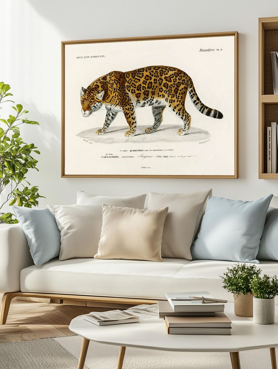Jaguar (Panthera Onca) illustrated Charles. — room view 2