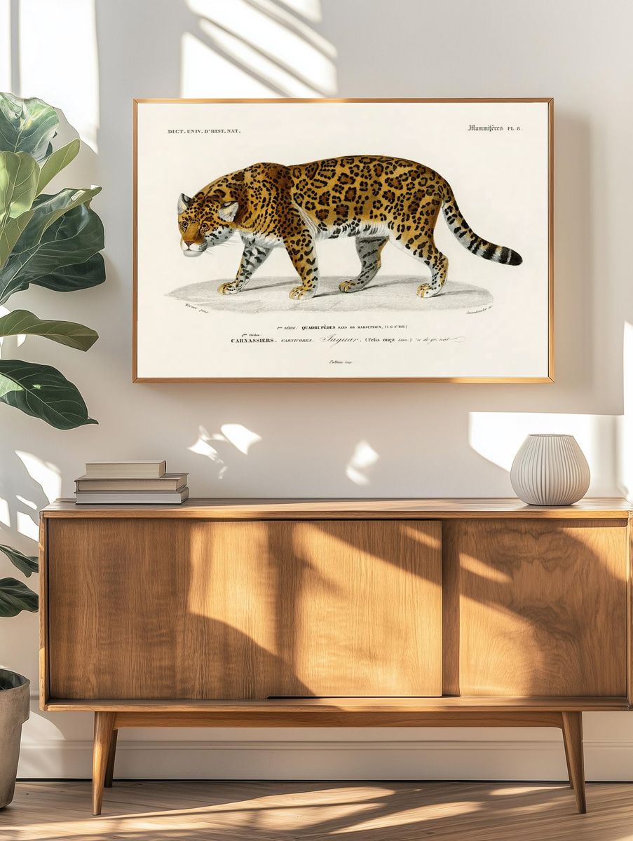 Jaguar (Panthera Onca) illustrated Charles. — room view 3