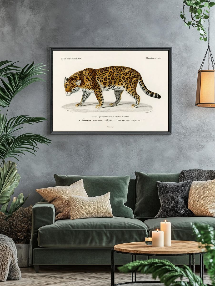 Jaguar (Panthera Onca) illustrated Charles. — room view 4