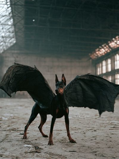 Winged Doberman Photography Poster.