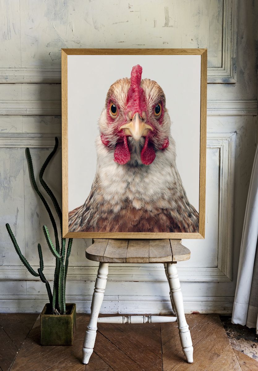 Chicken Portrait Photography Poster. — room view 1