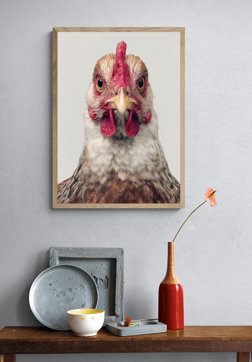 Chicken Portrait Photography Poster. — room view 3