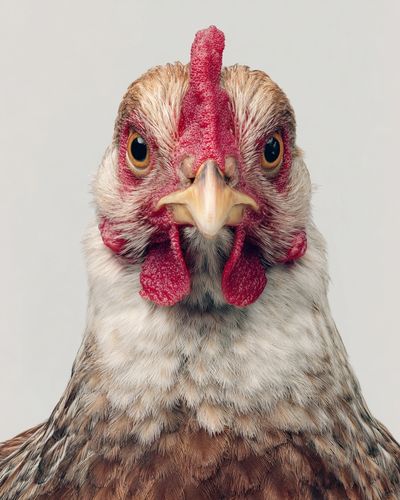 Chicken Portrait Photography Poster. poster