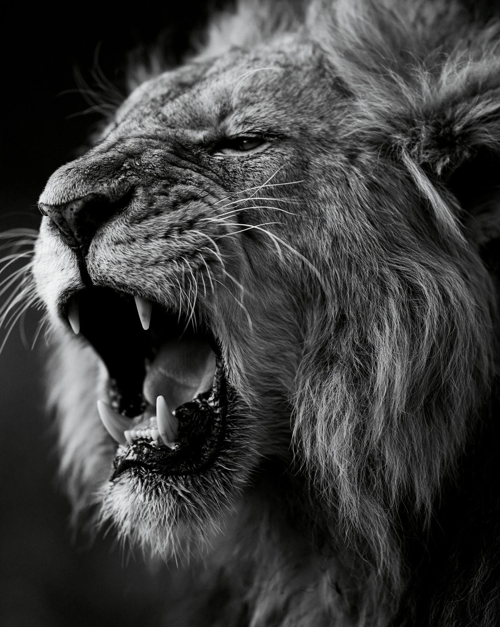 Roaring Lion Black-White Poster. poster detail