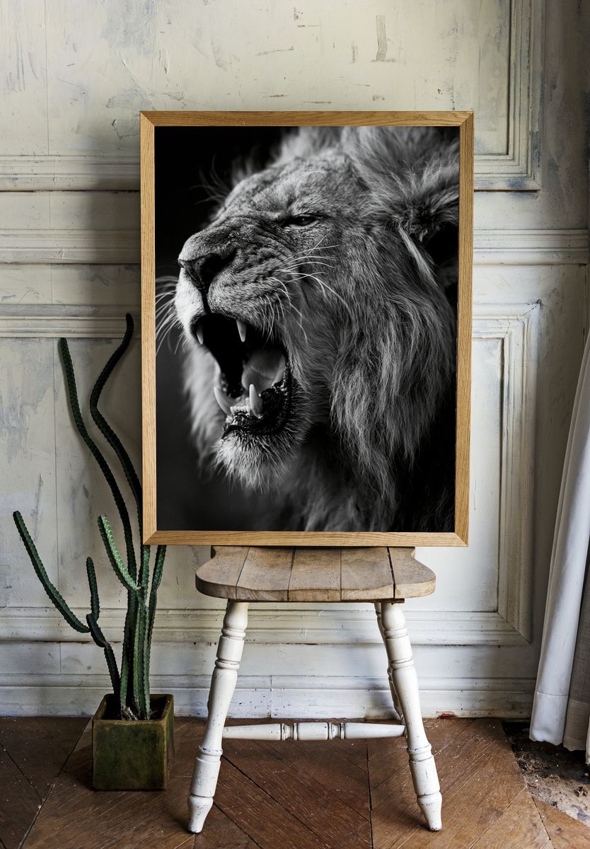 Roaring Lion Black-White Poster. — room view 1