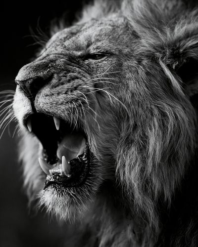 Roaring Lion Black-White Poster.