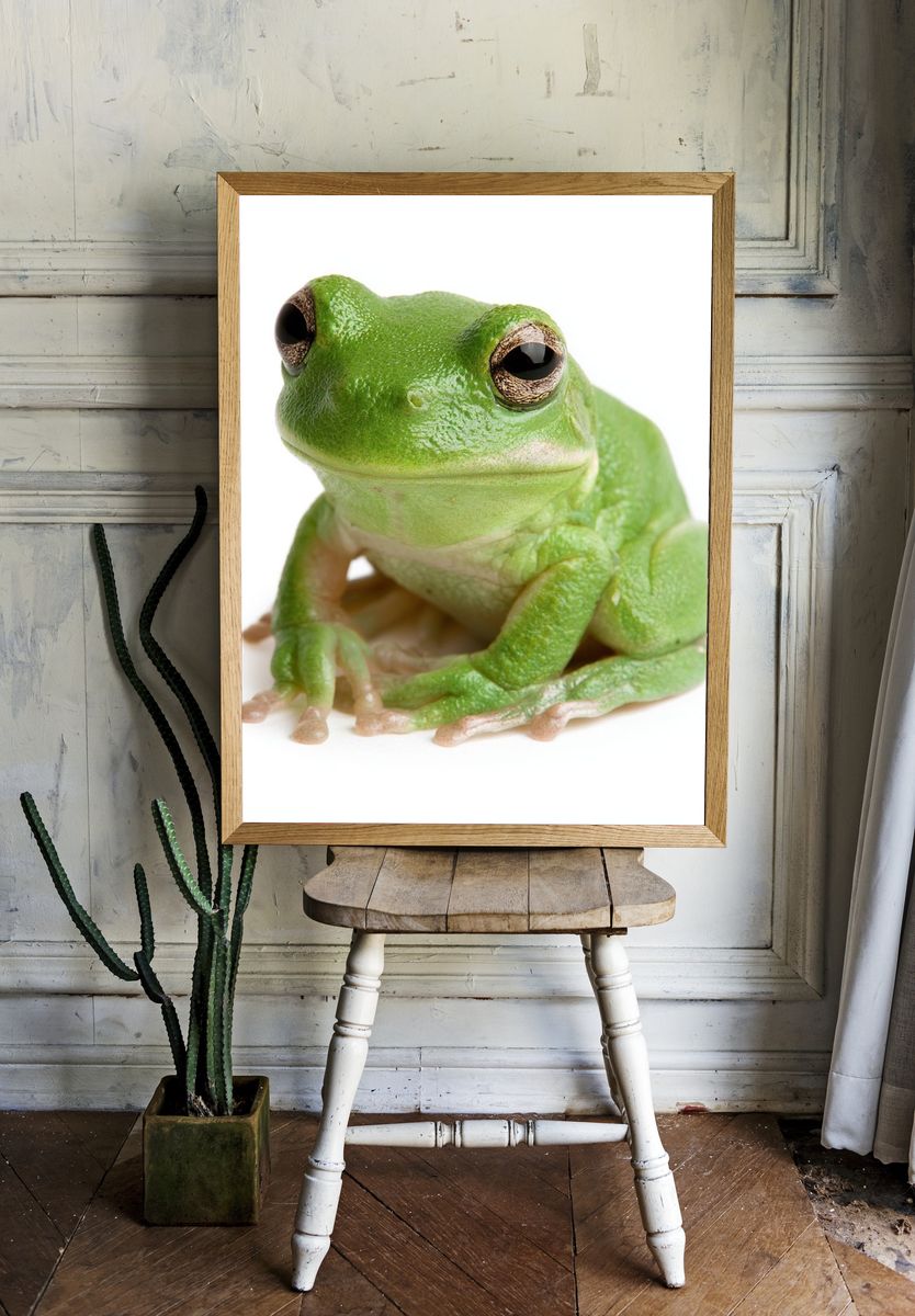 Green Tree Frog Photography Poster. room preview