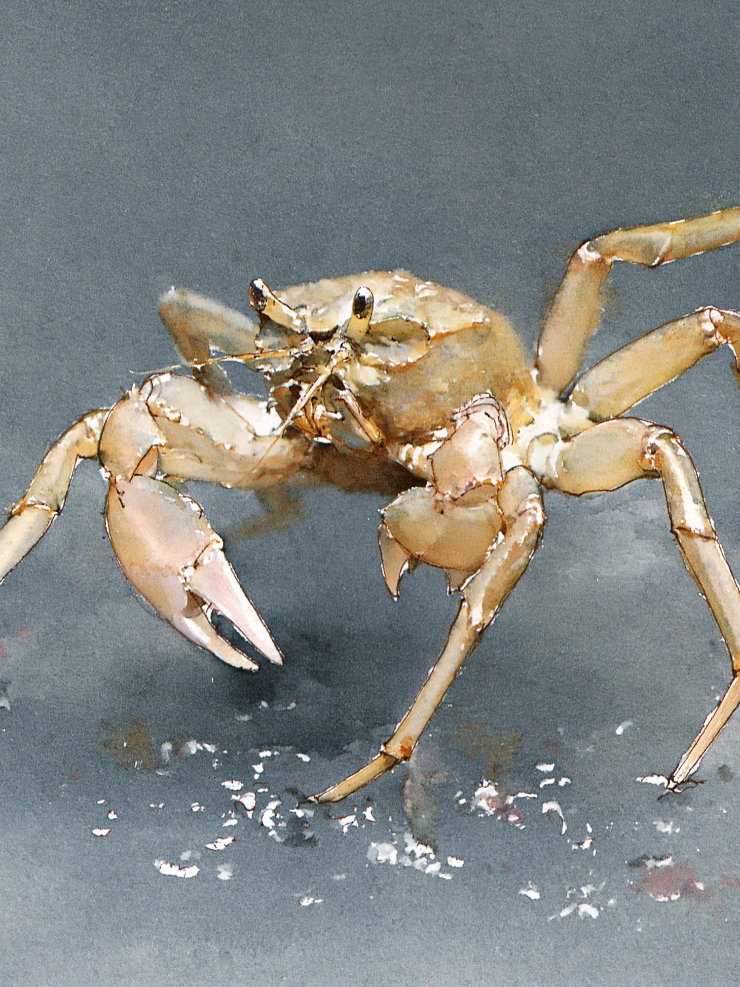 Crab Watercolor Poster. poster — animals art