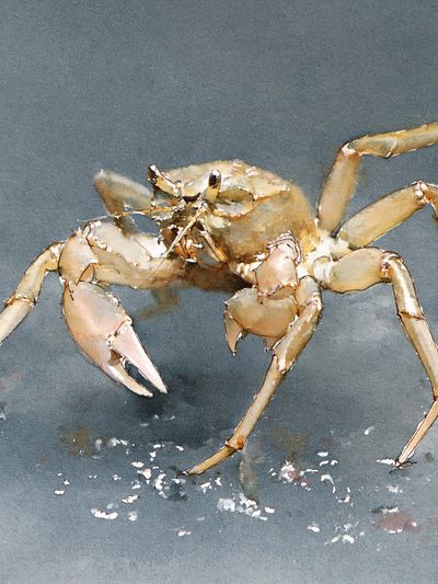 Crab Watercolor Poster.