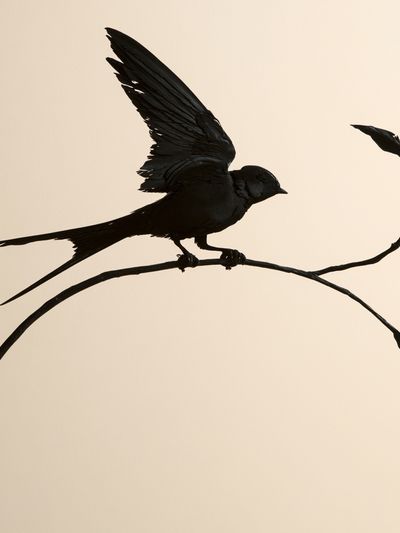 Black Bird Silhouette Botanical Print.