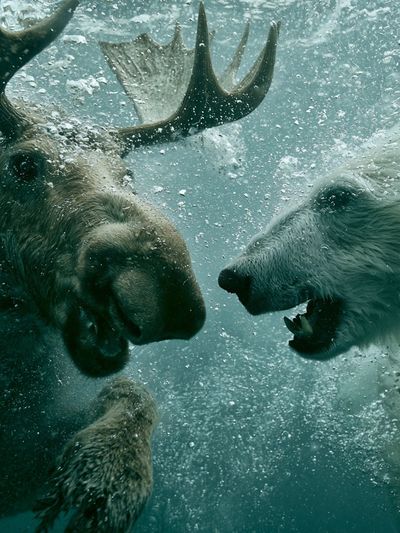 Underwater Bear Encounter Photography Poster.