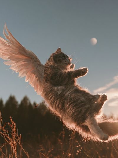 Winged Cat Sunset Photography Poster.