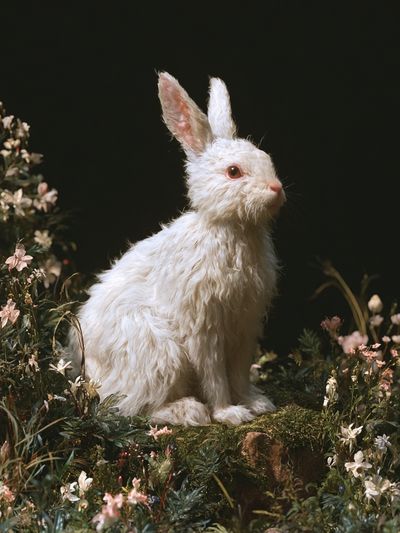 White Rabbit Floral Portrait Poster. poster