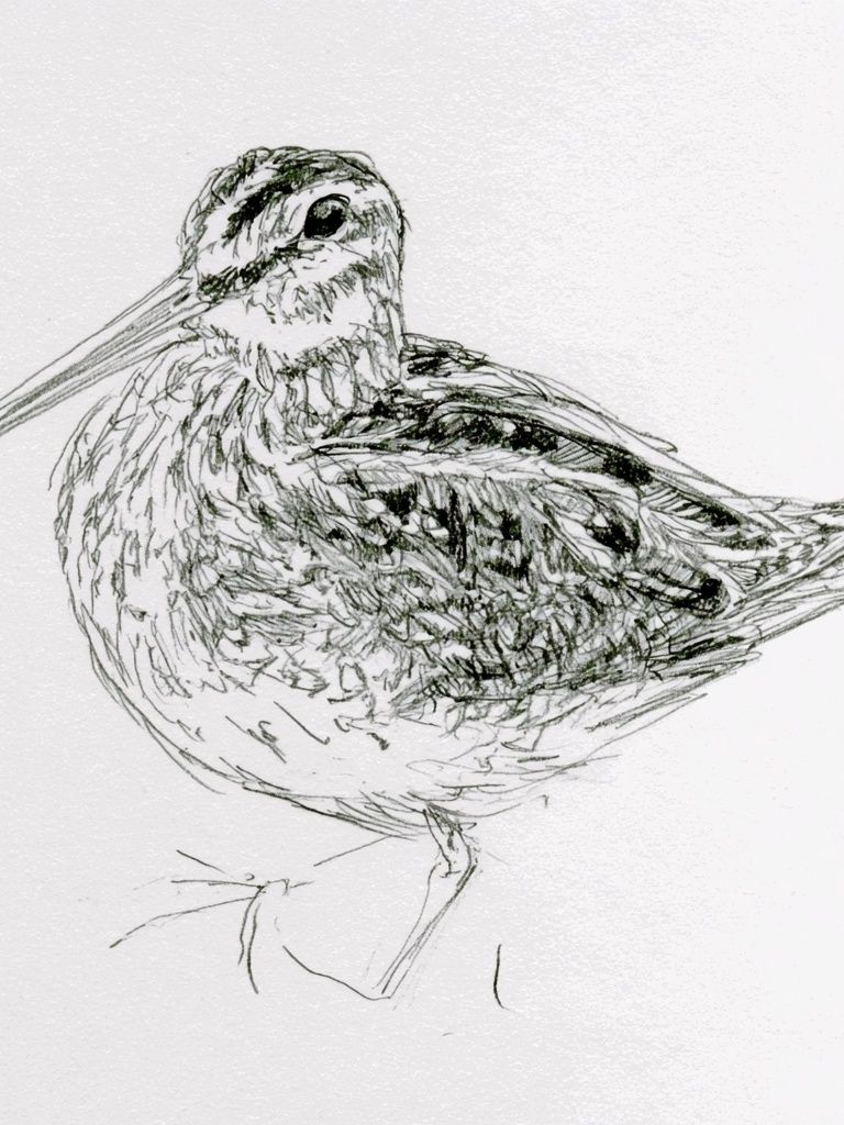 Snipe Bird Line Art Poster. poster — animals art