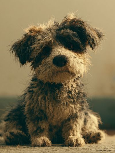 Scruffy Puppy Portrait Poster.