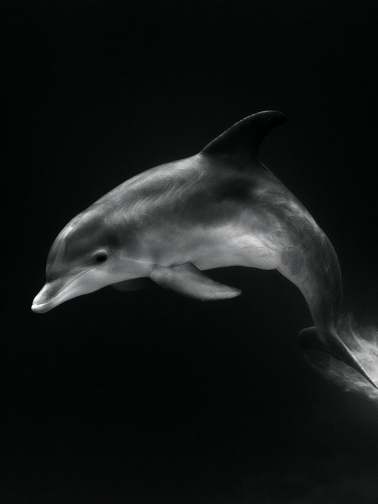 Dolphin in Motion Photography Poster. poster — animals art
