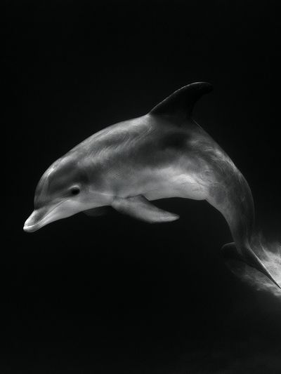 Dolphin in Motion Photography Poster.