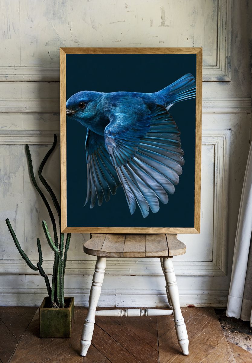 Blue Bird in Flight Poster. — room view 1