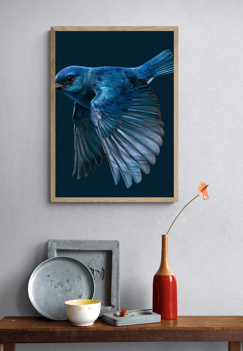 Blue Bird in Flight Poster. — room view 3