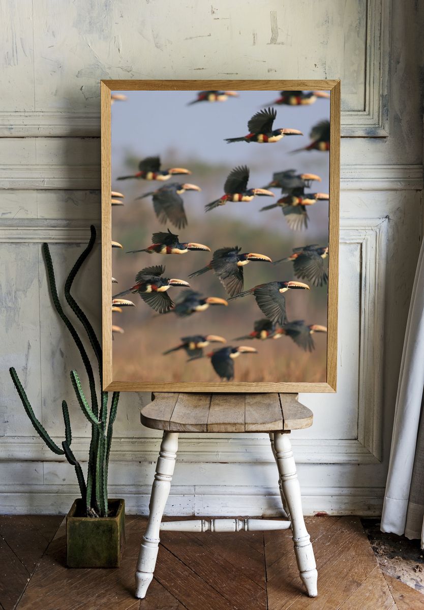 Flying Toucans Photography Poster. room preview