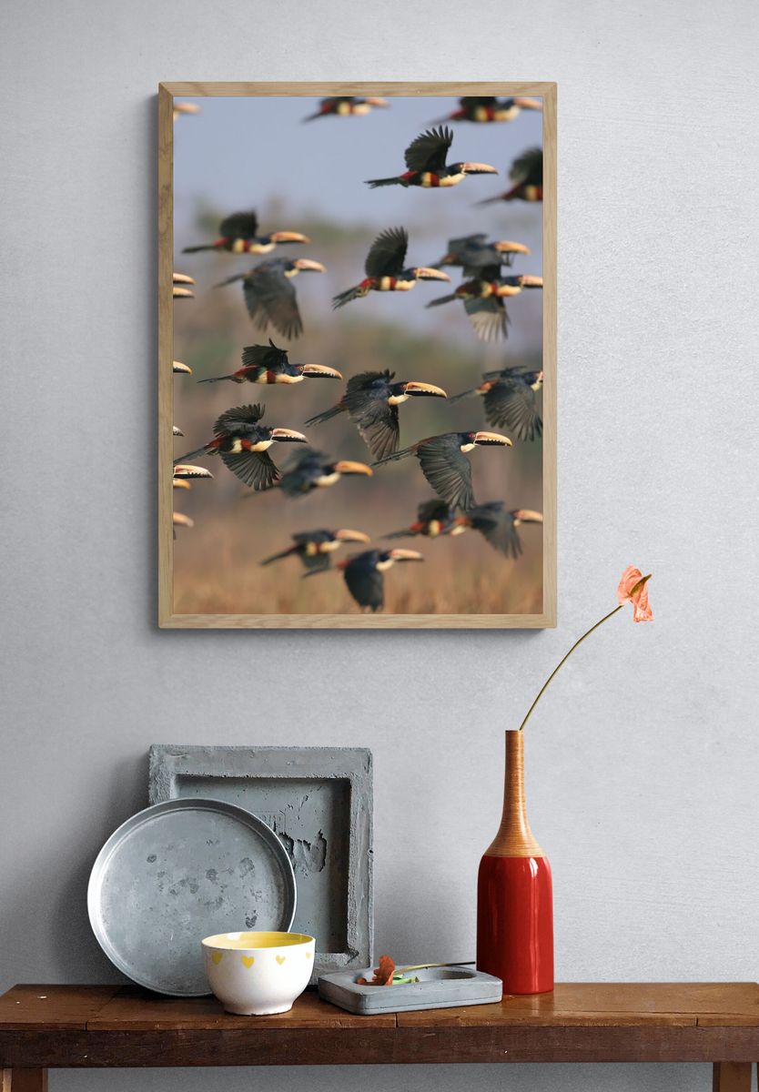 Flying Toucans Photography Poster. — room view 3