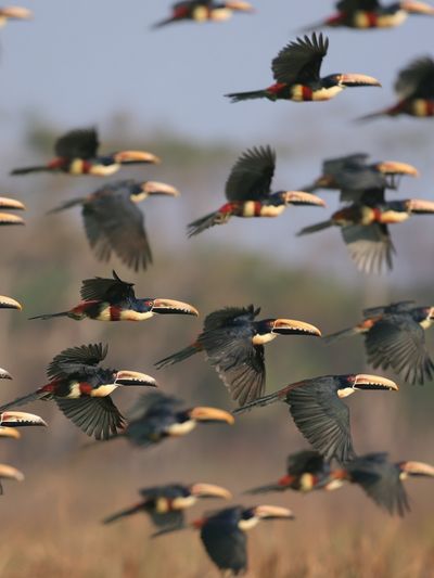 Flying Toucans Photography Poster.