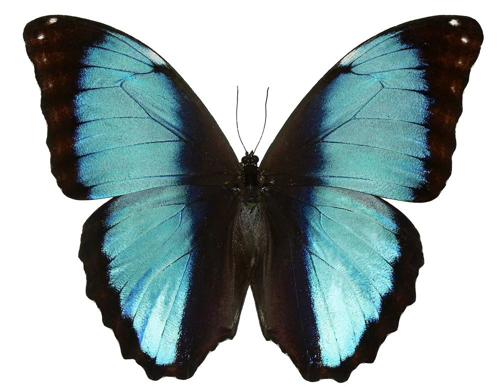 Beautiful butterfly white background. Free. poster — animals art