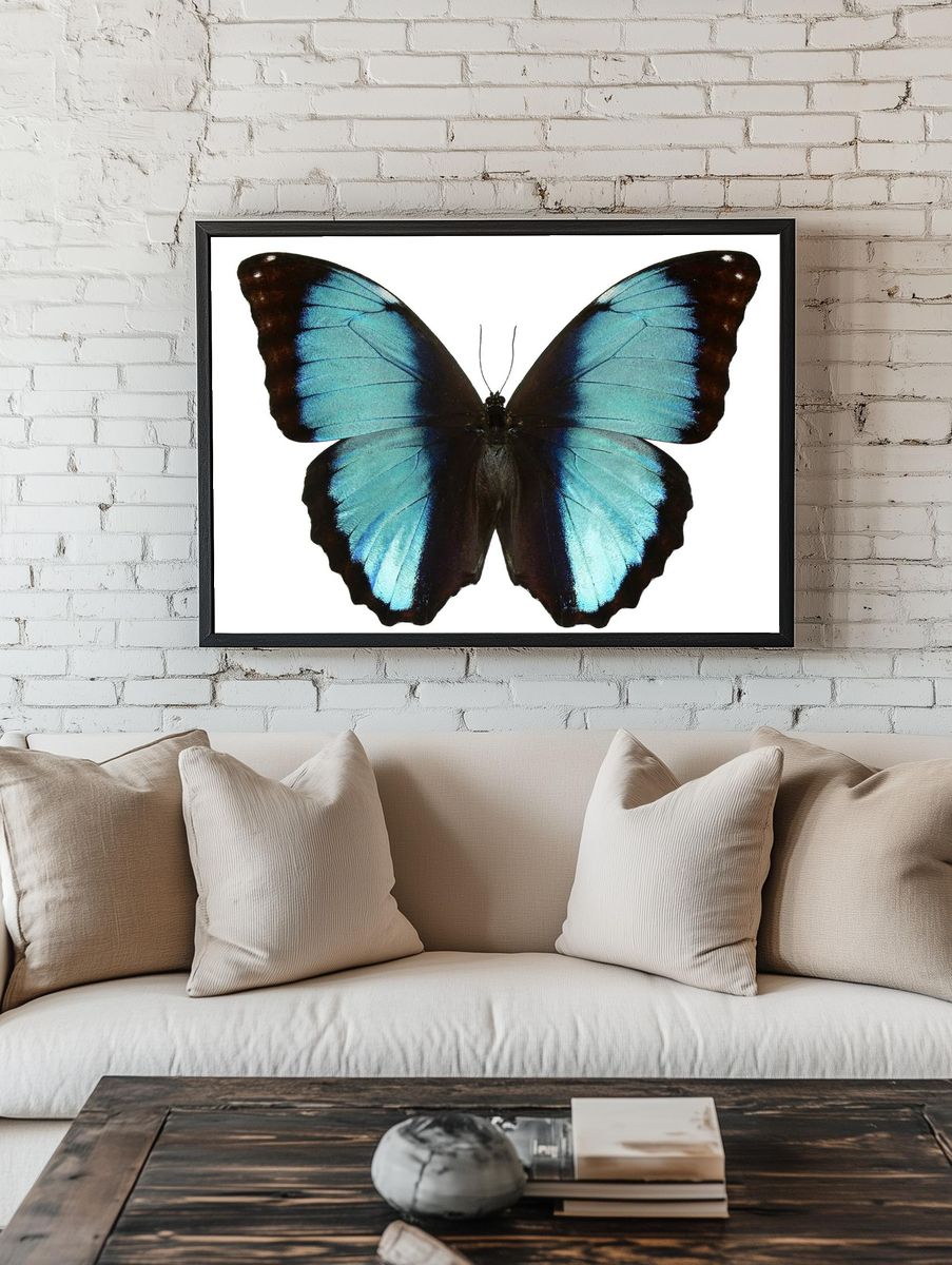 Beautiful butterfly white background. Free. room preview