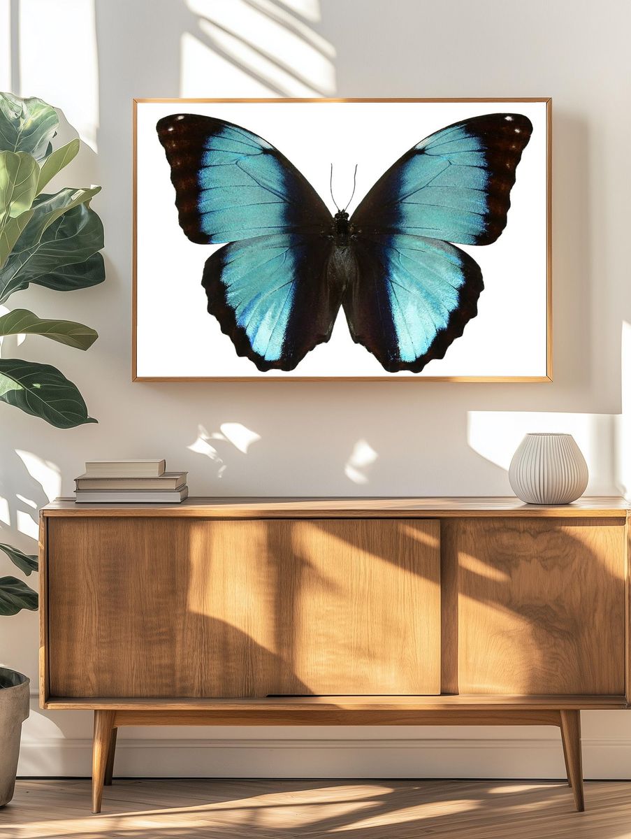 Beautiful butterfly white background. Free. — room view 3