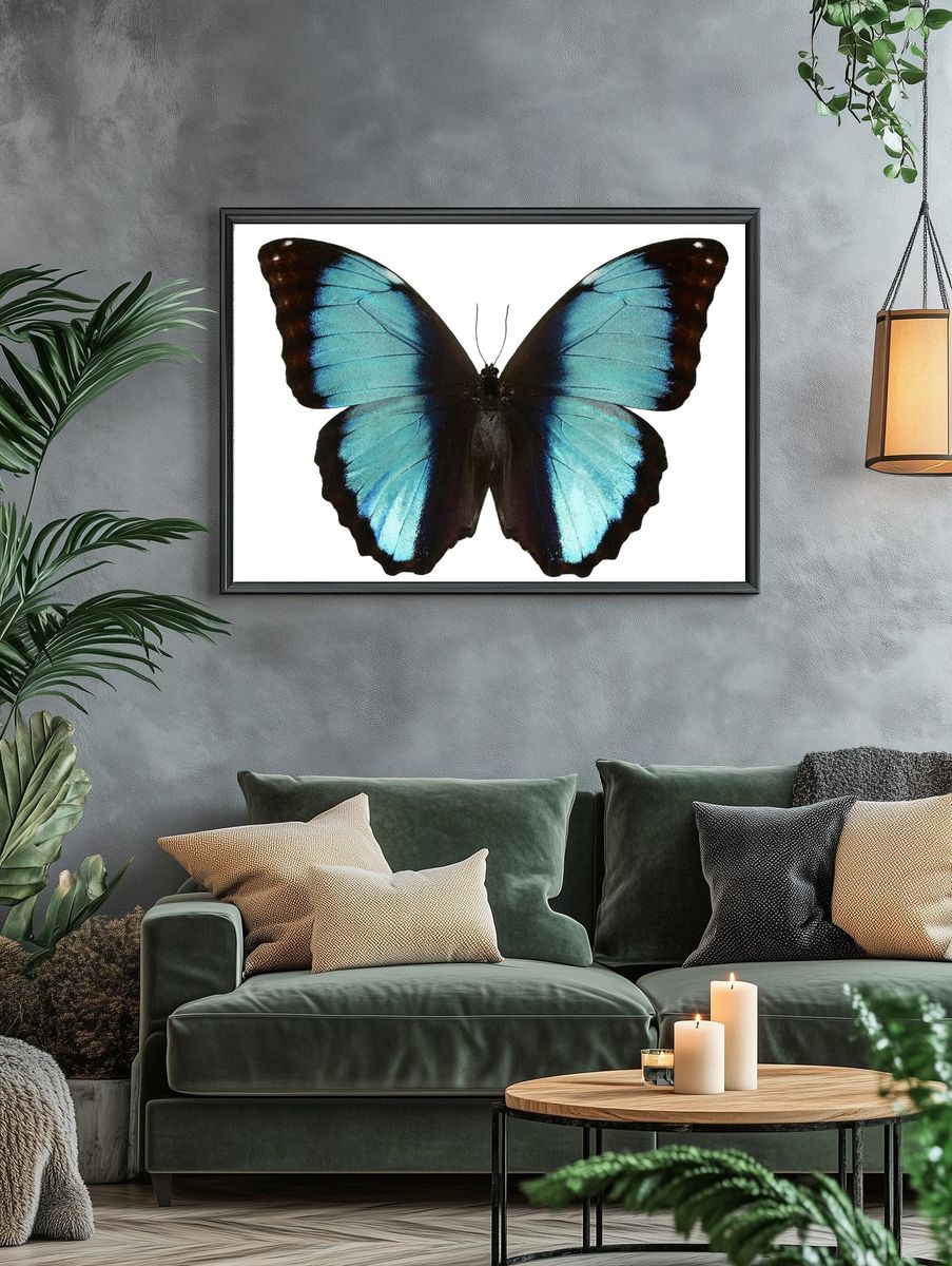Beautiful butterfly white background. Free. — room view 4