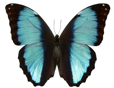 Beautiful butterfly white background. Free.