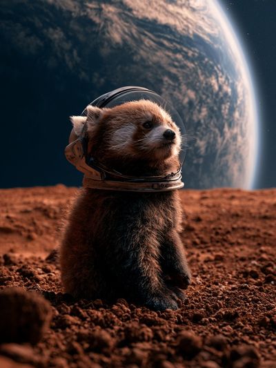 Astronaut Red Panda Space Poster.
