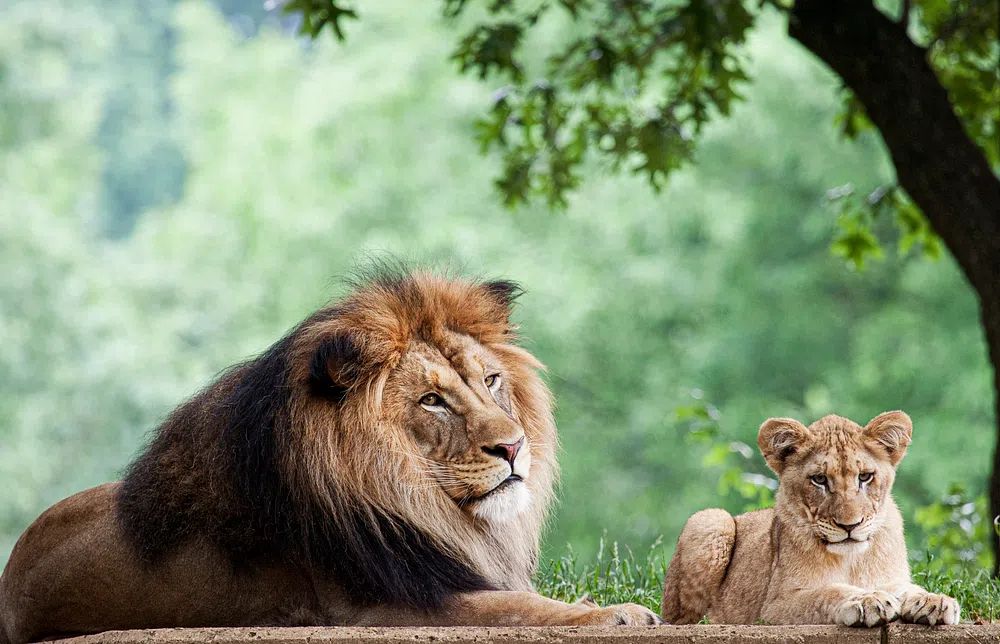 African Lion (2011) Mehgan Murphy. poster — animals art