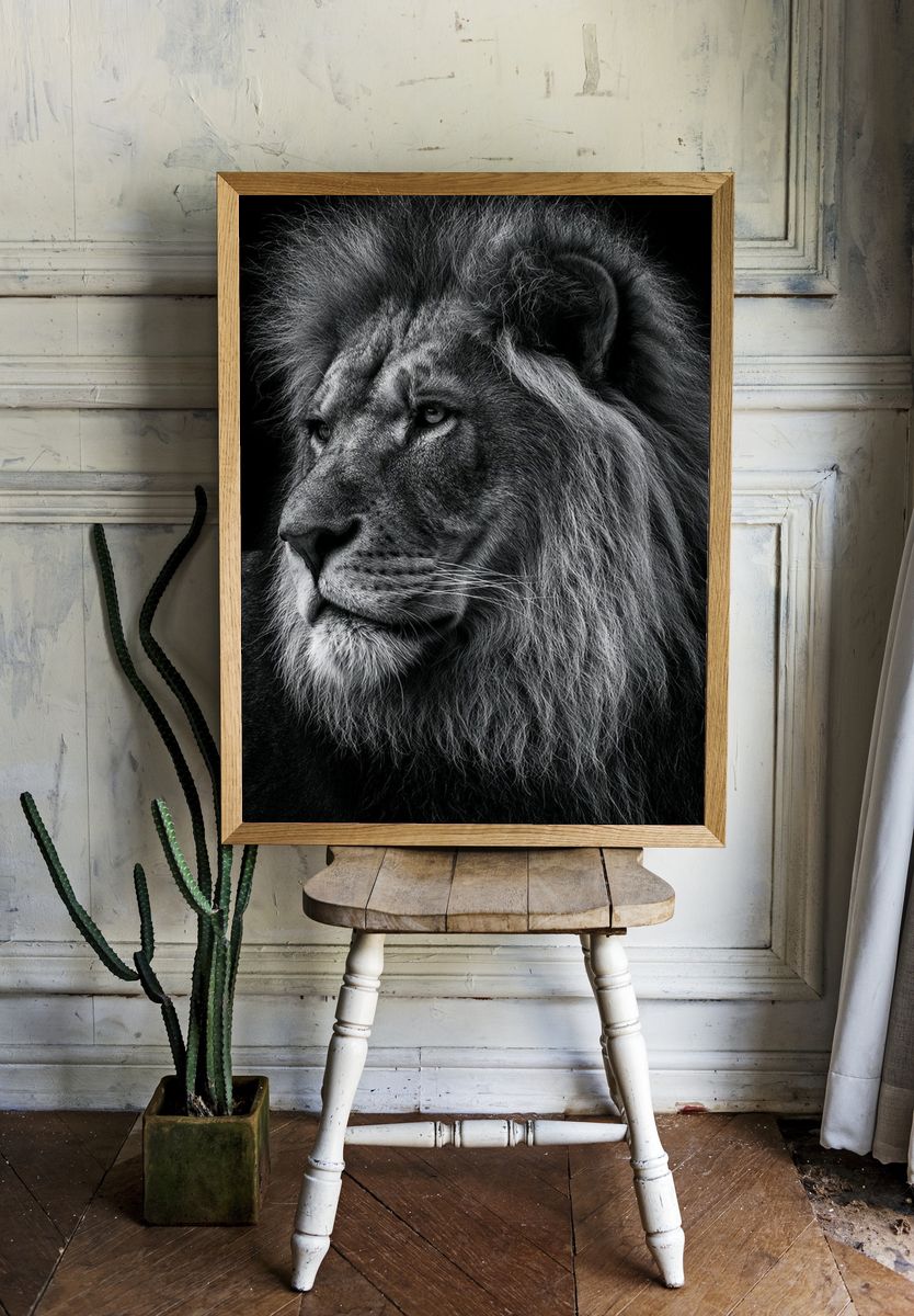 Majestic Lion Portrait Poster. — room view 1