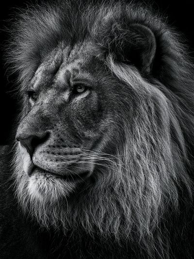 Majestic Lion Portrait Poster. poster