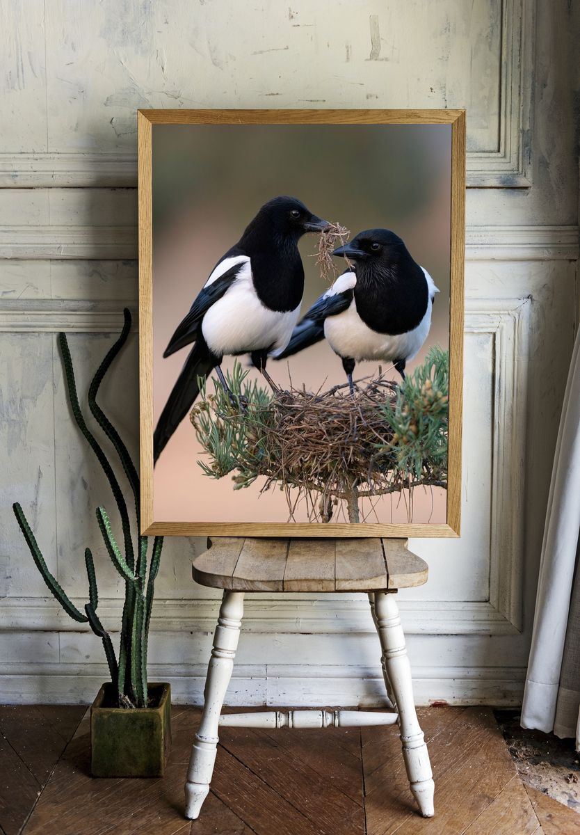 Magpie Pair Wildlife Photography Poster. room preview