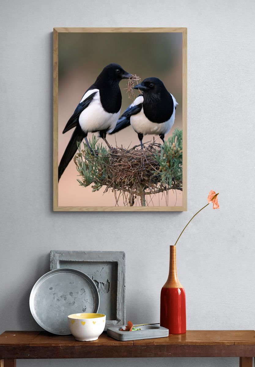 Magpie Pair Wildlife Photography Poster. — room view 3