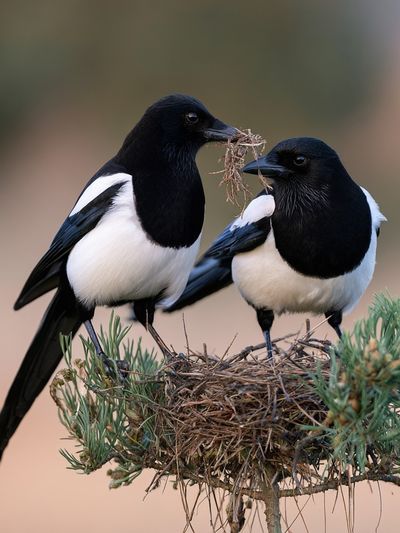 Magpie Pair Wildlife Photography Poster.