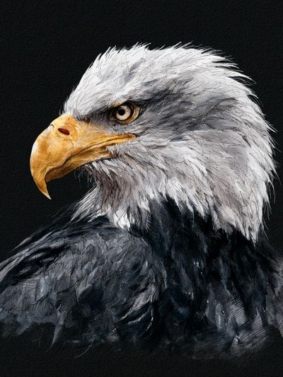 Bald Eagle Watercolor Poster.