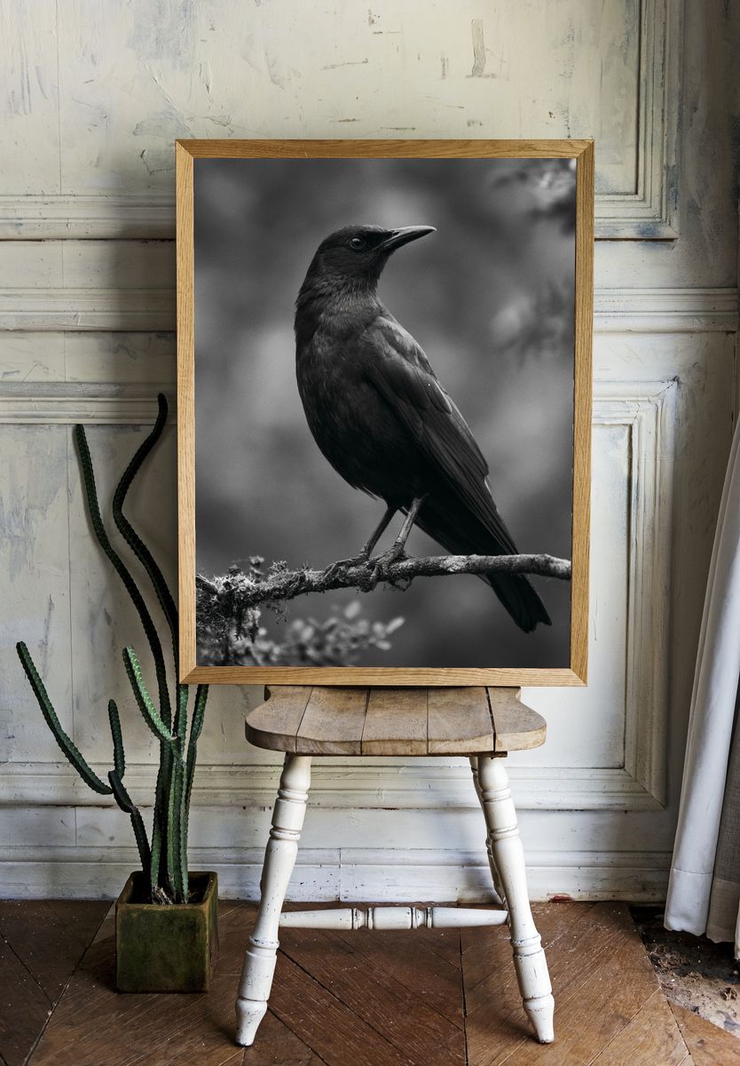 Black Bird Portrait Photography Poster. room preview