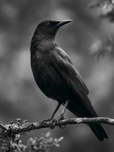 Black Bird Portrait Photography Poster.