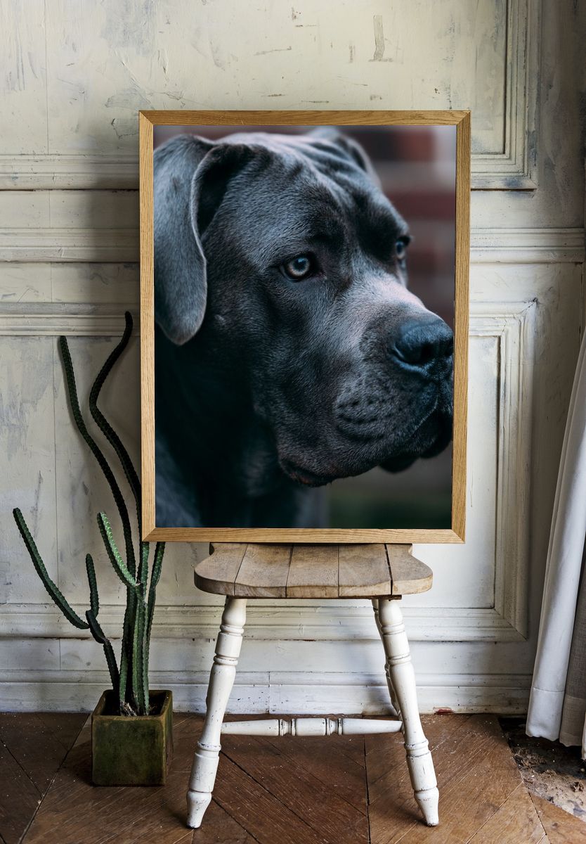 Black Labrador Portrait Poster. — room view 1